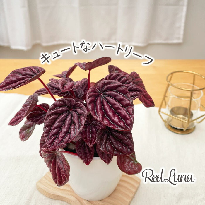 楽天市場】クリスマスローズ 広瀬園芸 ソレイユ ダブル 0213-006 現品