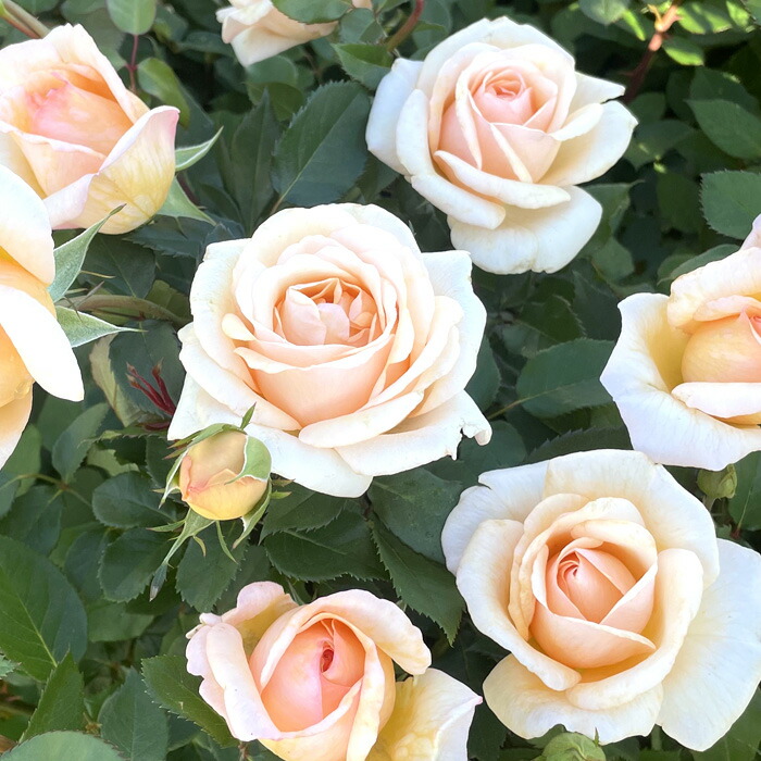 楽天市場】予約販売 バラ苗 バラ大苗 京阪園芸 ここねいろ 契約品種