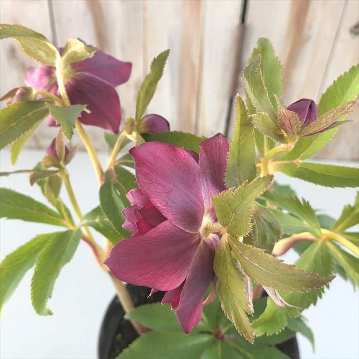 楽天市場】クリスマスローズ 広瀬園芸 レッドオーレア系 多弁 ダブル