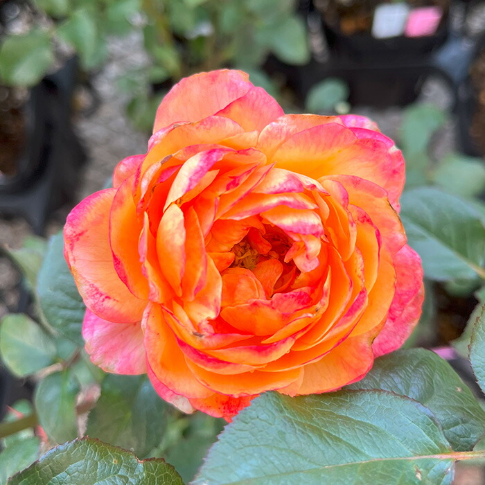 楽天市場】予約販売 バラ苗 バラ新苗 富太郎 契約品種 薔薇 ばら 国産