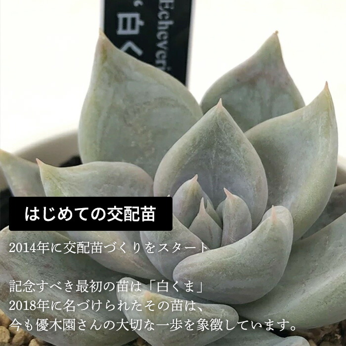 12日迄の限定価格！優木園 春秋・芥子・Hillier 札付き・メルカリ便