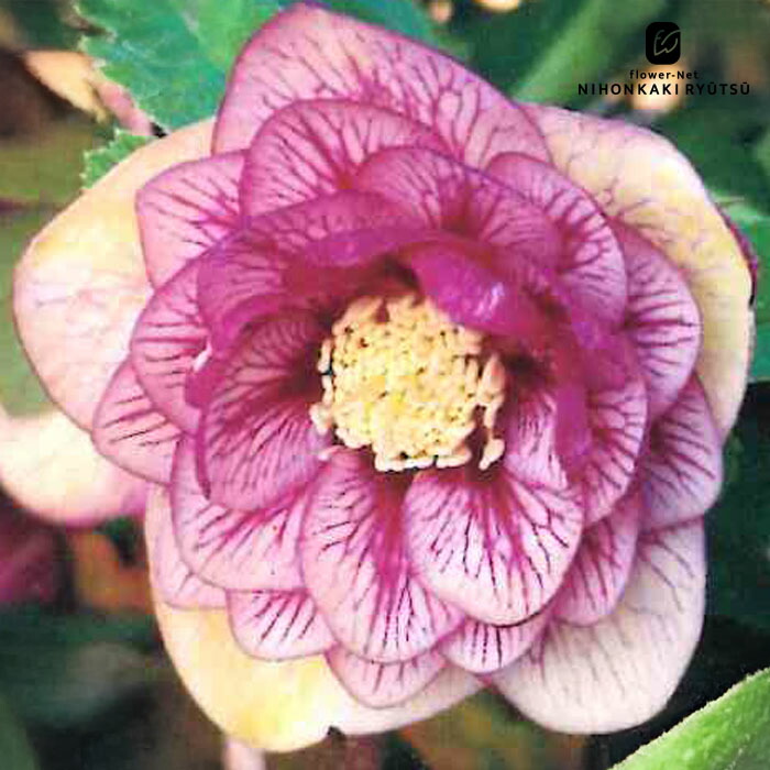 楽天市場】クリスマスローズ苗 ダブルゴールドネオンシェード 杉山交配