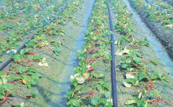 楽天市場】スミサンスイM-03 100m ( 日本農業システム 農業 園芸 家庭