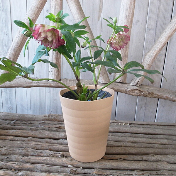 楽天市場】クリスマスローズ ダブル 開花株 超多弁クレオパトラ 5号