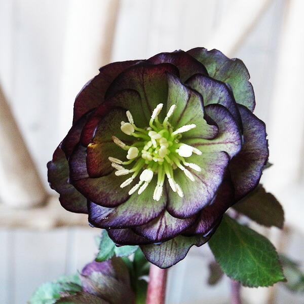 楽天市場】クリスマスローズ ダブル 開花株 グリーンチョコバイカラー