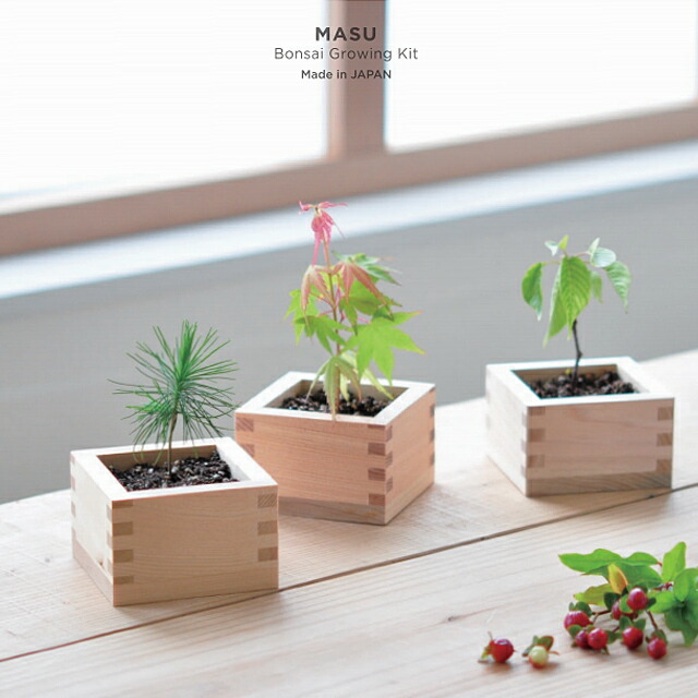 楽天市場】聖新陶芸 栽培セット ソダテマス 盆栽 GD-846 黒松 桜 紅葉