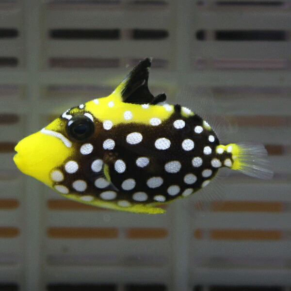 楽天市場】モンガラカワハギ T 4-6cm±! 海水魚 ハギ人工餌付け!15時