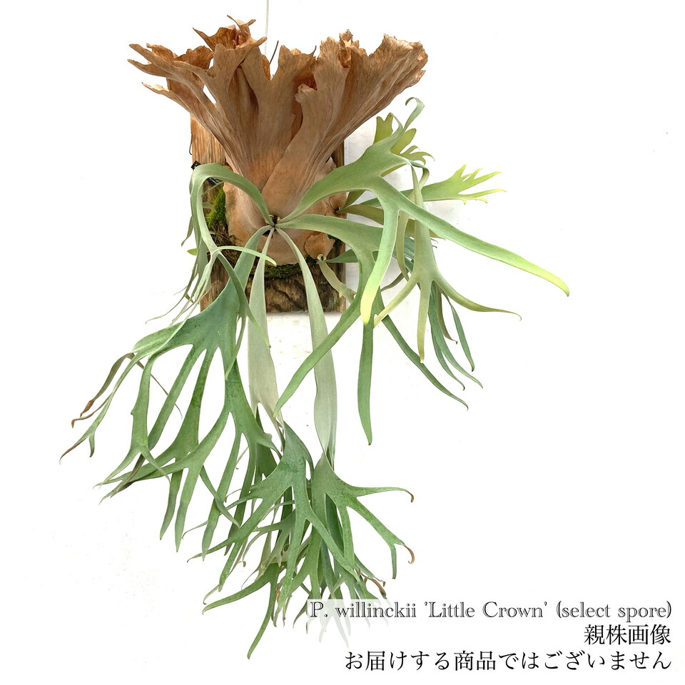 楽天市場】(現品) ビカクシダ ウィリンキー 'リトルクラウン' select