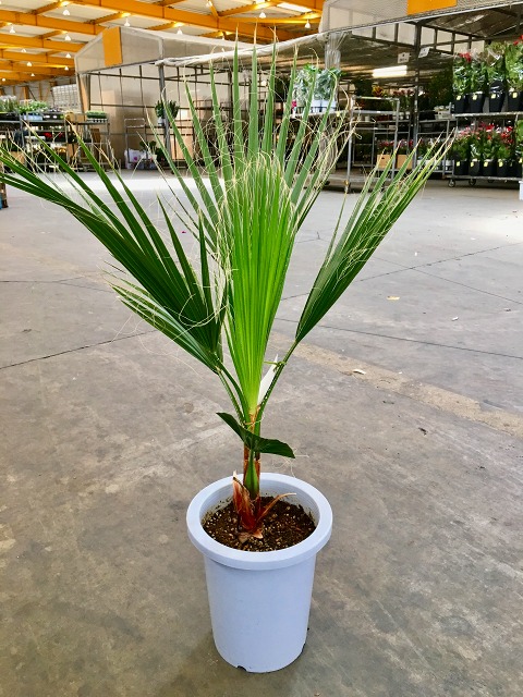 楽天市場】ワシントンヤシ 8号 観葉植物 ワシントニア シラガヤシ 大鉢