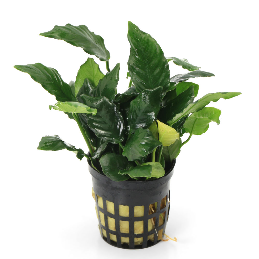 楽天市場】【3／1限定】当選確率2分の1！1等最大100％ （水草