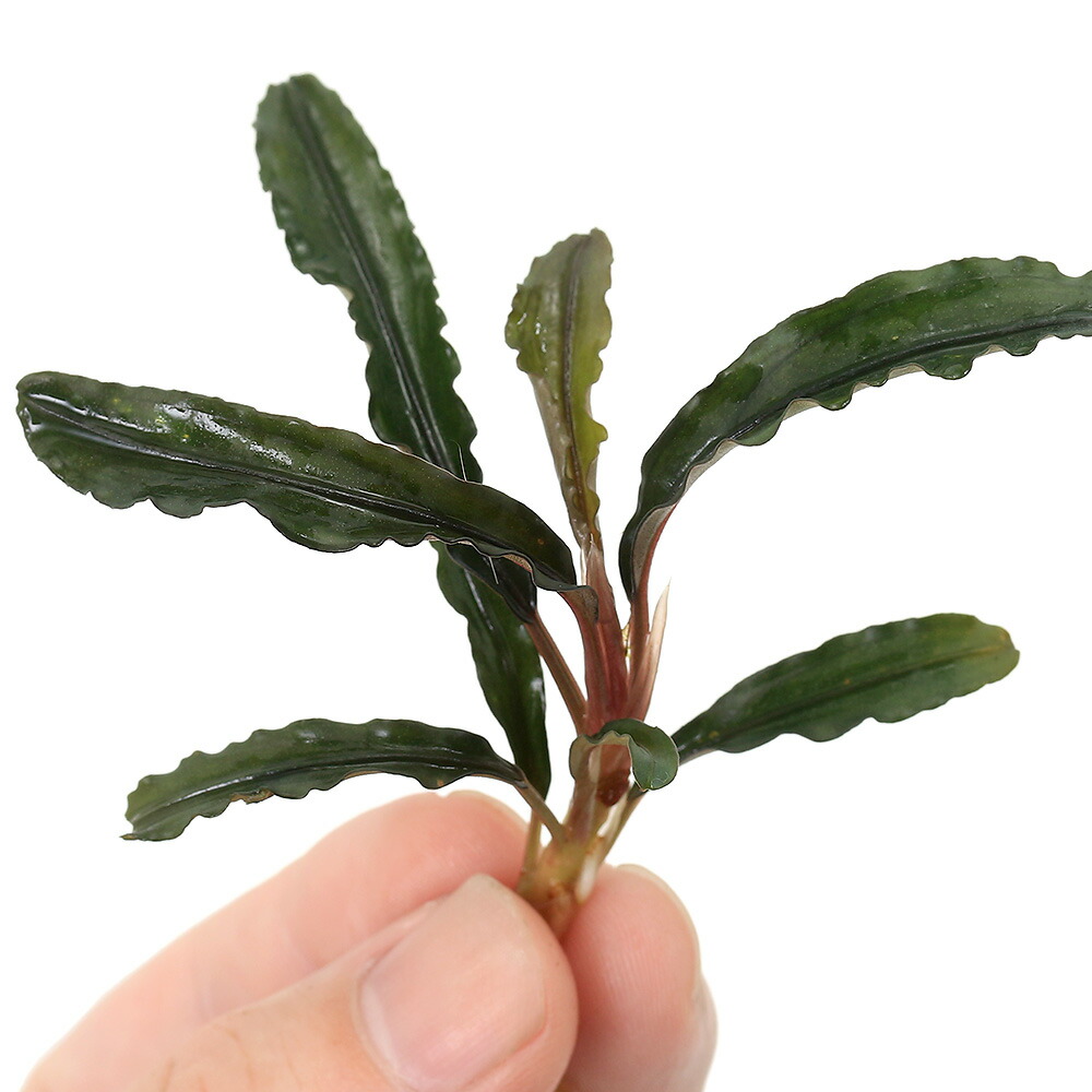 楽天市場】（水草）ブセファランドラsp．クダガン ブラウンロング