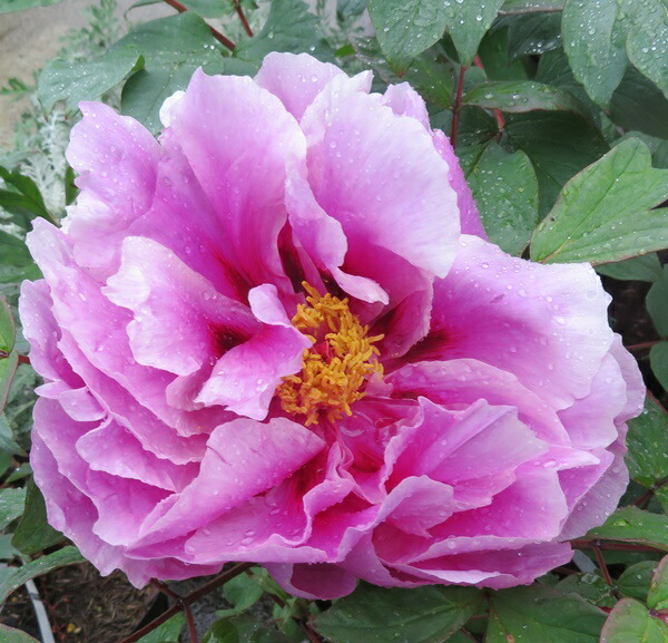 楽天市場】【現品】ボタン(牡丹) 藤染衣(フジゾメゴロモ) 7号 苗木 A27