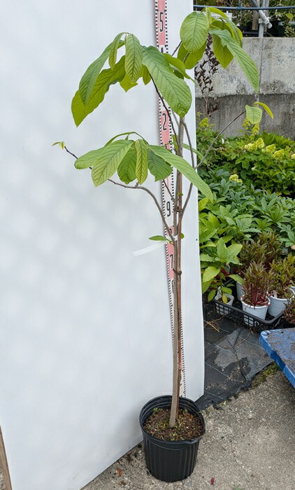 楽天市場】【現品発送】ポポー 苗木 実生苗 7号 樹高1.3m PP03 : 千草園芸