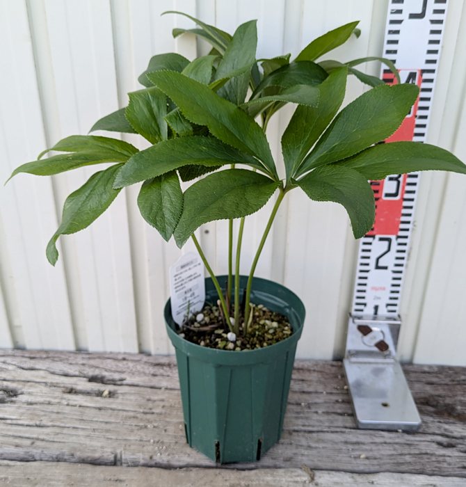 楽天市場】クリスマスローズ 開花見込み株 実生苗 ダブル咲き ホワイト