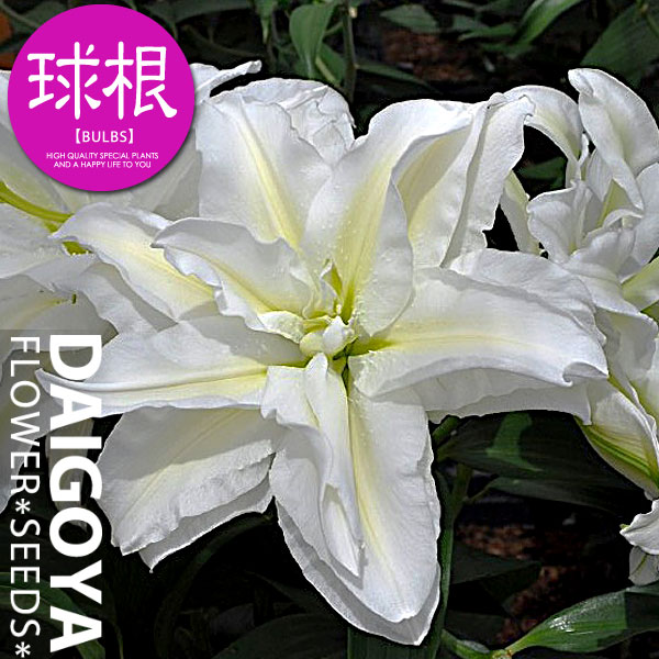 楽天市場】ユリ アイシャ（オリエンタル）白八重【球根】1球入り_ユリ_