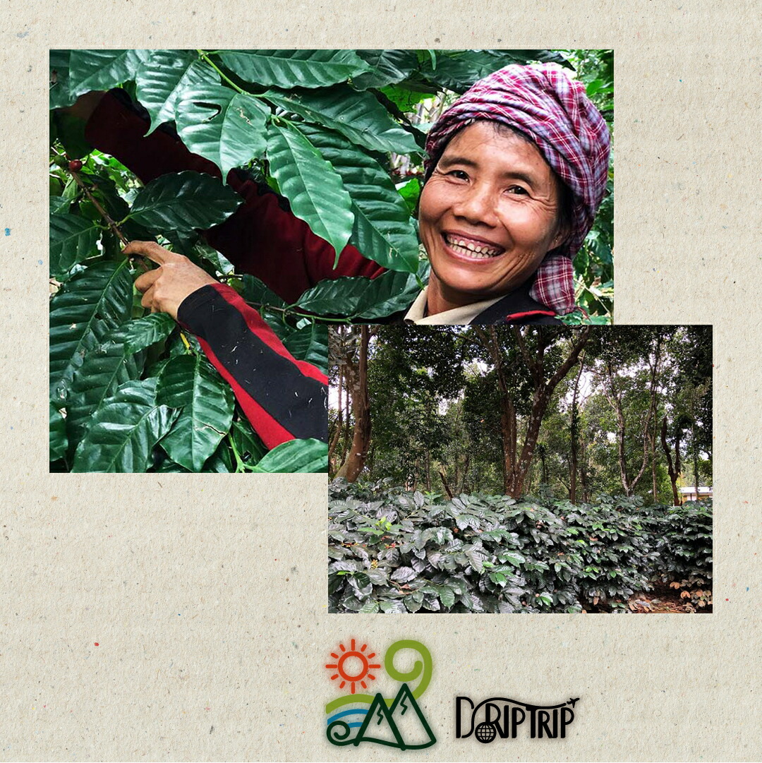 爆安!!コーヒー生豆マンデリンG1 インドネシア 5kg ※送料無料 爆安