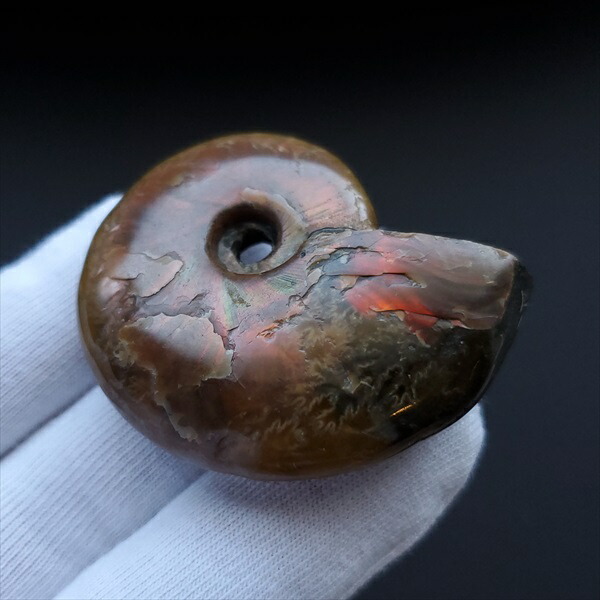 楽天市場】【送料無料】【虹色/アンモナイト/化石】 美品 アンモナイト