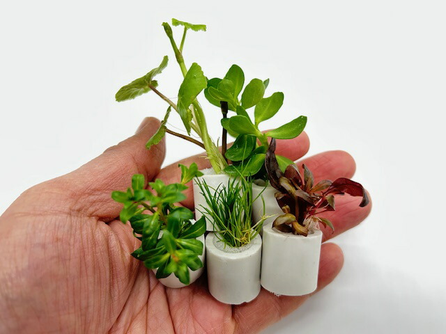 楽天市場】（水草）小型水槽用 置くだけ簡単 ミニマルチリングホワイト