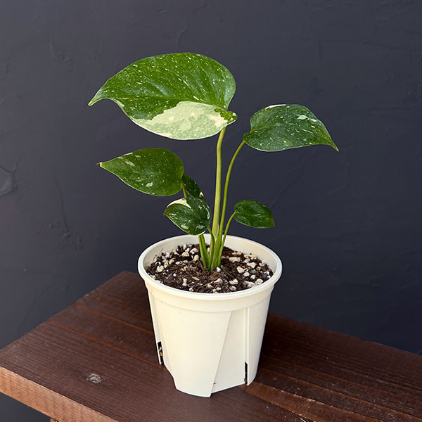 楽天市場】観葉植物/モンステラ：タイコンステレーション コンパクタ 3