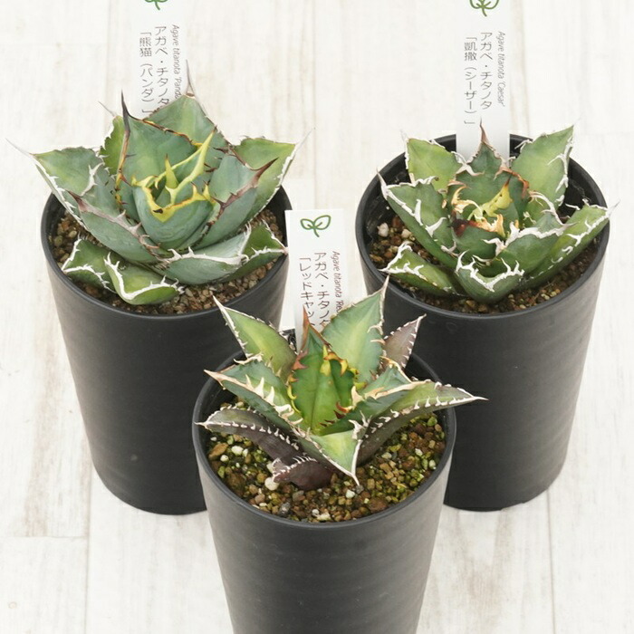 楽天市場】アガベ セットの通販