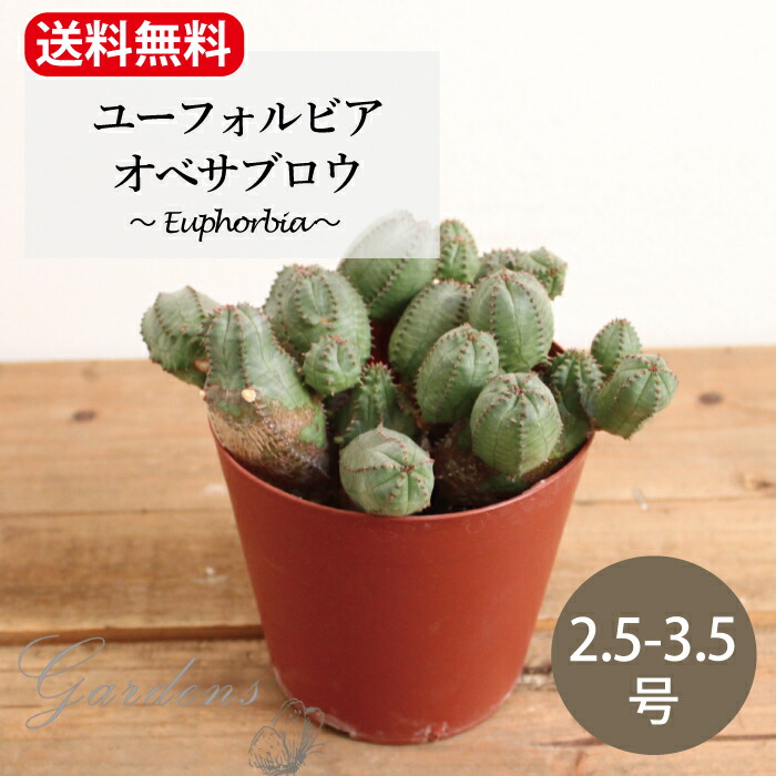 楽天市場】【SS限定☆エントリーで＋P10倍＆MAX15％OFFクーポン