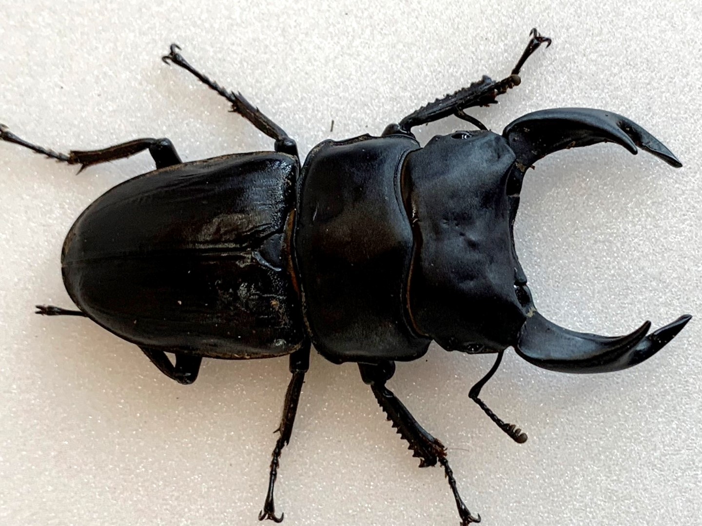 楽天市場】純血 本物【DDA】岡山産 オオクワガタ classics1997 成虫