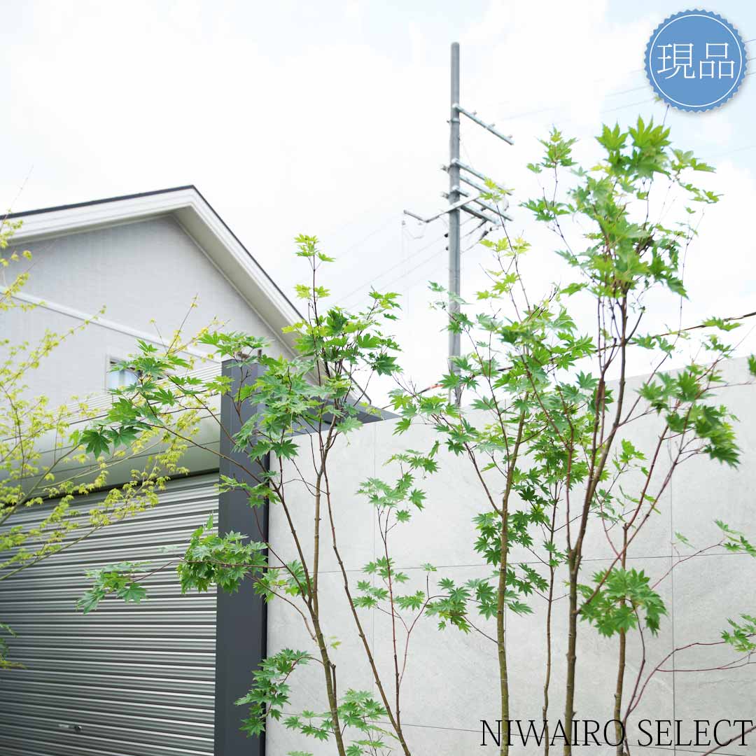 楽天市場】【現品】【コハウチワカエデ】楓 株立ち 自然風樹形 樹高H