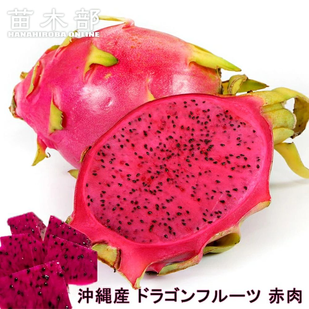 楽天市場】ドラゴンフルーツ 赤肉 ポット苗 沖縄県産 熱帯果樹 【予約