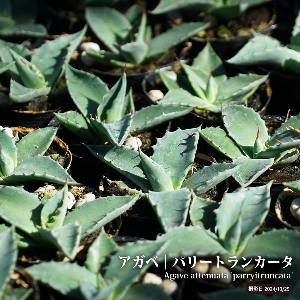 楽天市場】アガベ 【パリートランカータ】 小苗 : 苗木部 by 花
