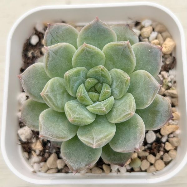 楽天市場】【当店農場生産】○多肉植物 エケベリア ピンクサクラ 7.5