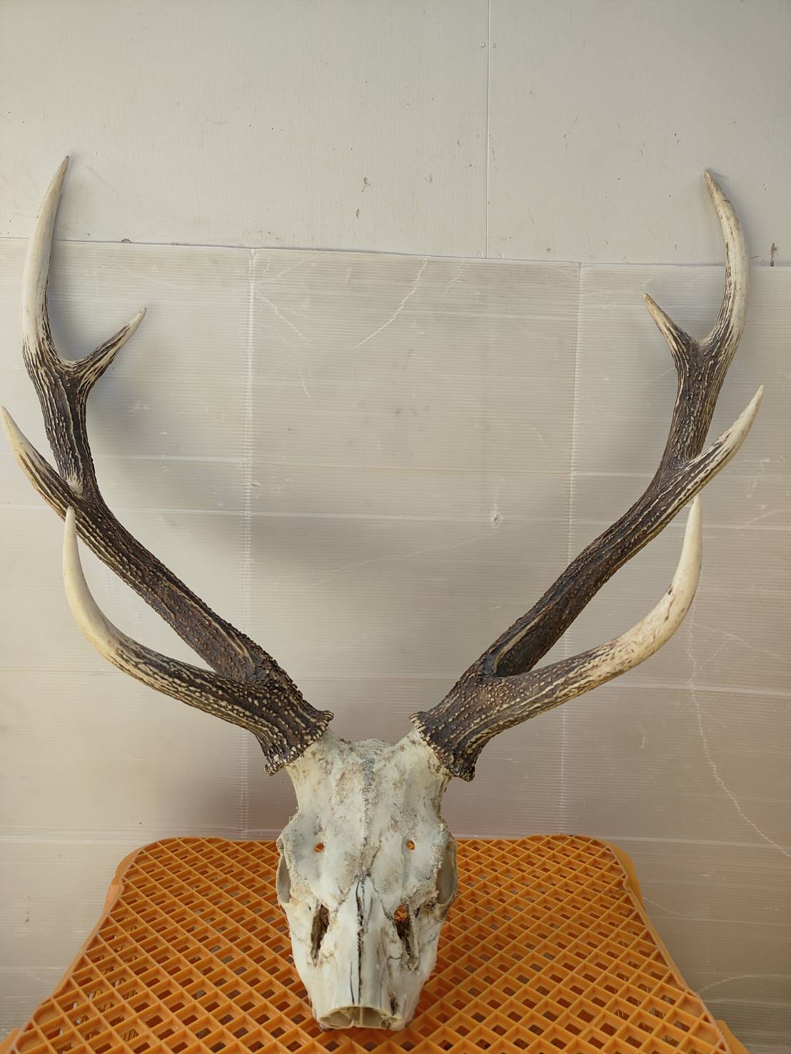 ⑧[1点もの] 鹿角 頭蓋骨付き 狩猟 ハンティング 約68cm ハンティング