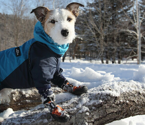 楽天市場】Snow Mushers スノーマッシャーズ : アイコンズ スーパーストア