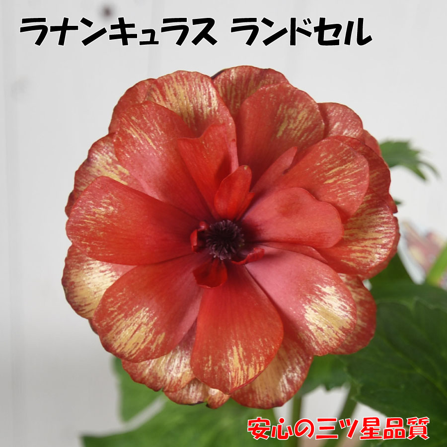 楽天市場】バラ苗 イングリッシュローズ大苗 ジェームズ・L