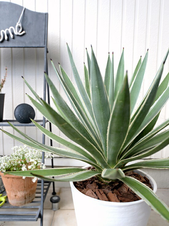 楽天市場】アガベ（白閃光：ハクセンコウ） 白色 セラアート鉢 8号