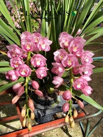 楽天市場】シンビジューム（フクスケ）アーチ仕立て 7号 プラスチック