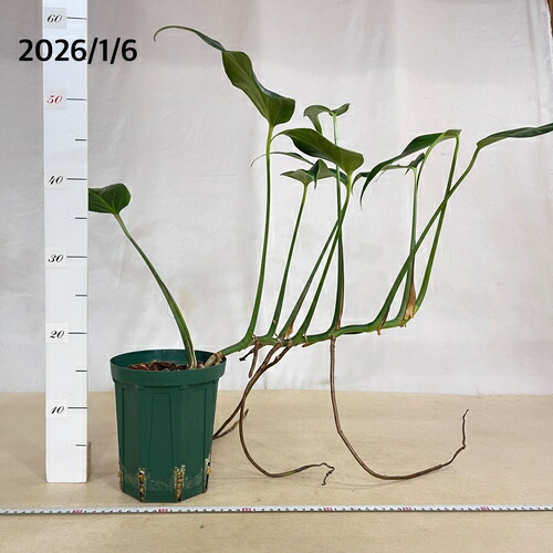 楽天市場】【訳あり】観葉植物 モンステラ バールマルクス フレーム 5