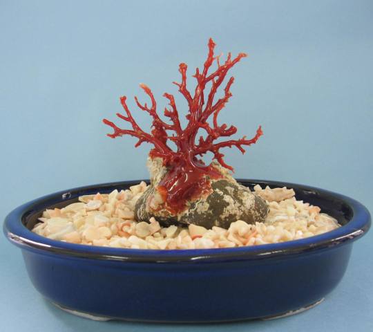 楽天市場】高知沖産赤珊瑚の拝見・原木・置物（艶出し加工済み）飾り