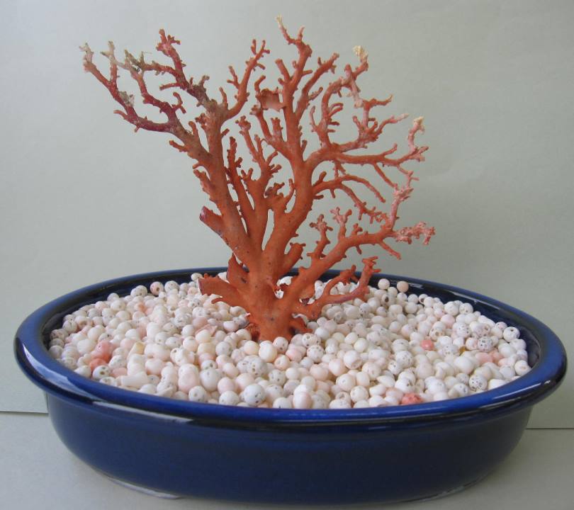 楽天市場】日本・高知沖産赤珊瑚の拝見 原木 置物 飾り 盆栽風 『宝石