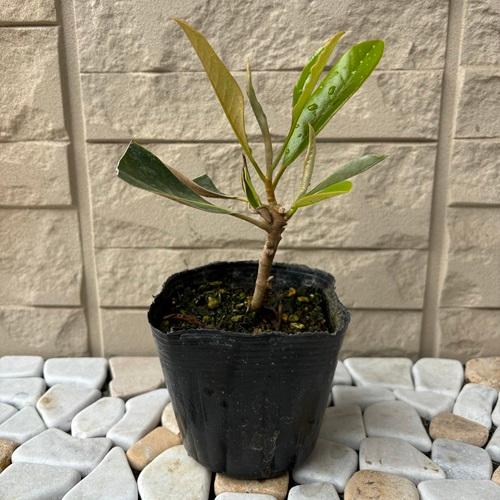 楽天市場】タイサンボク リトルジェム 3.5号ポット 挿し木苗 : エス