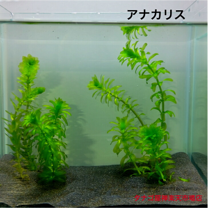 楽天市場】水草 アナカリスの通販