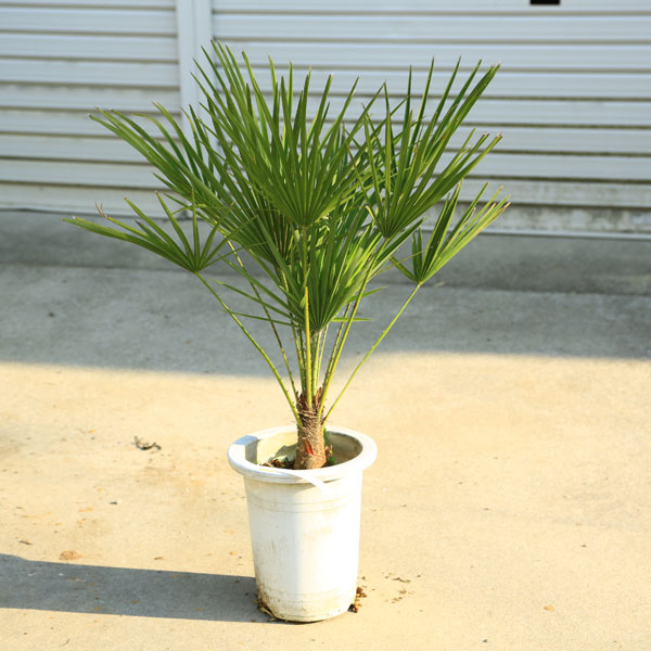 楽天市場】特撰庭木 植木 ：チャメロプス・フミリス セリフェラ ヤシの