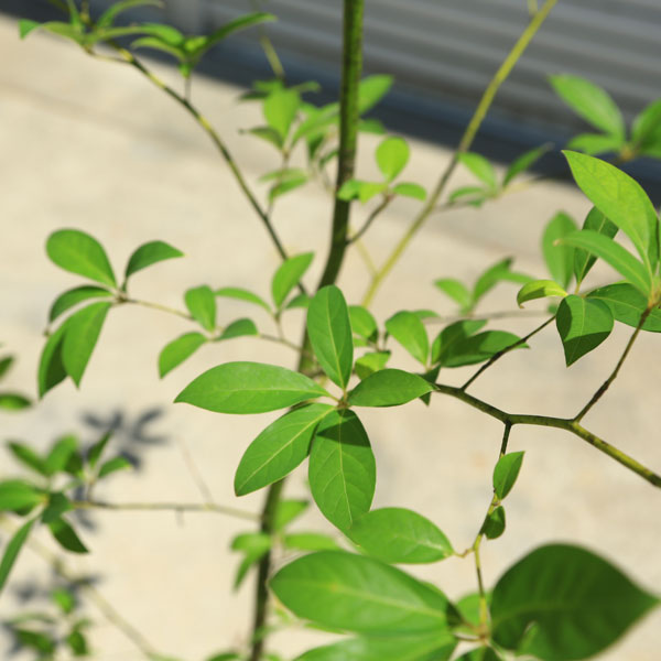 楽天市場】庭木 植木 ：クロモジ（黒文字）*くろもじ 単木 佐川急便