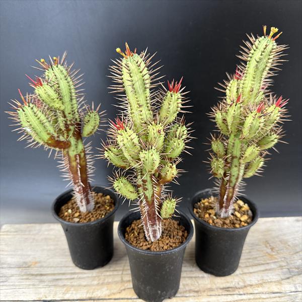 楽天市場】☆特価☆多肉植物：ユーフォルビア 紅彩閣 3個セット*幅