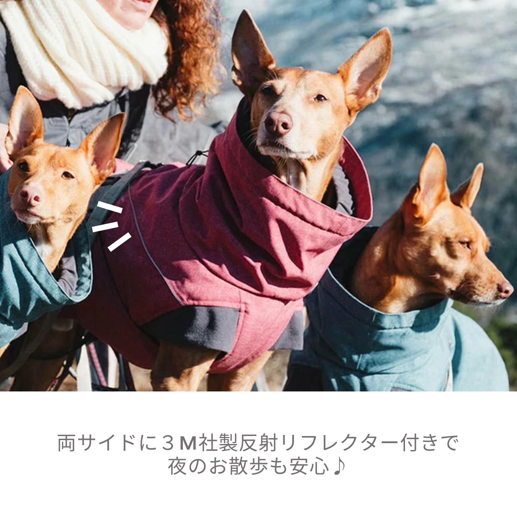 楽天市場】フィンランドのドッグブランド【Hurtta】【フルッタ