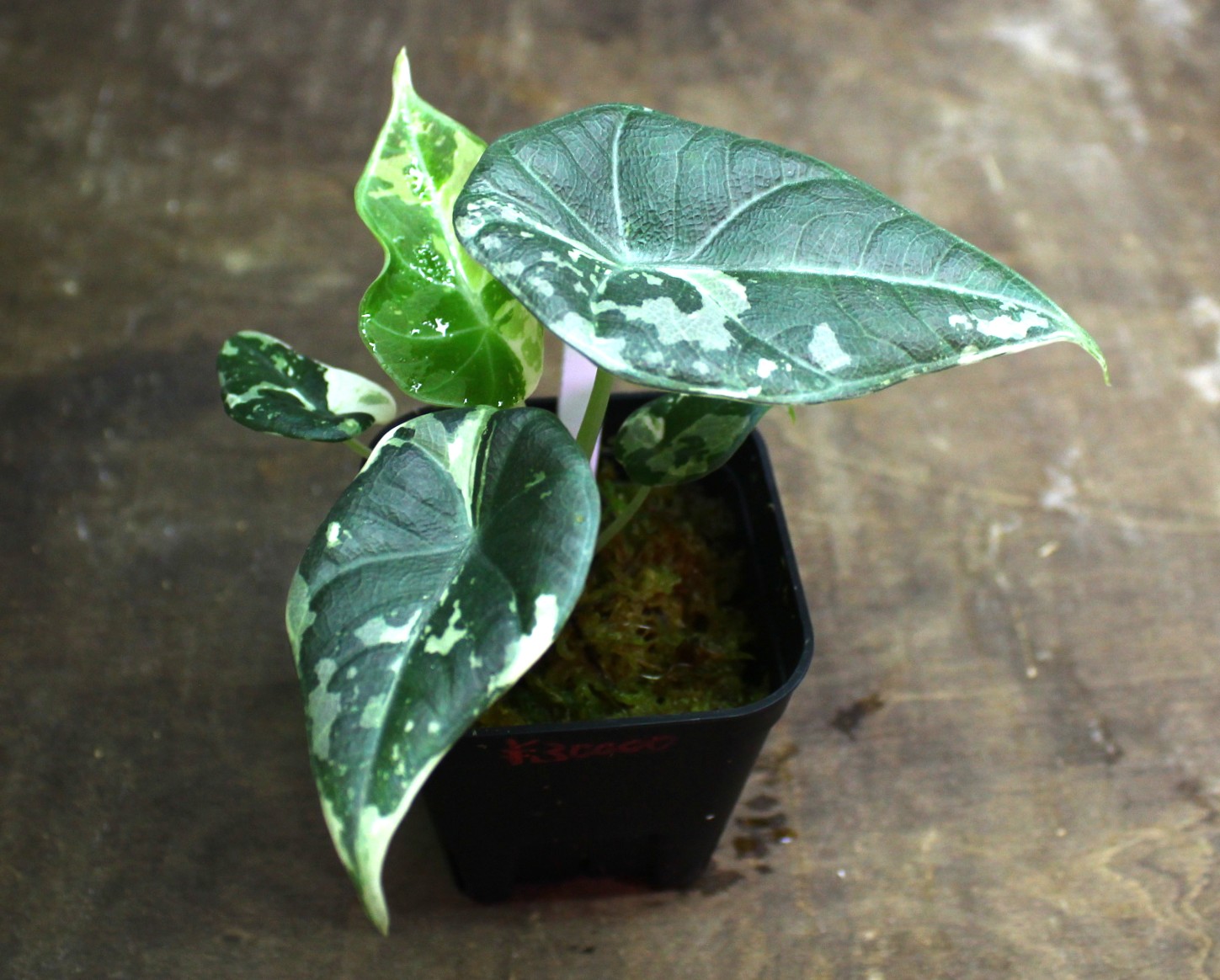 アロカシア マハラニ アルボ | AQUASHOP つきみ堂