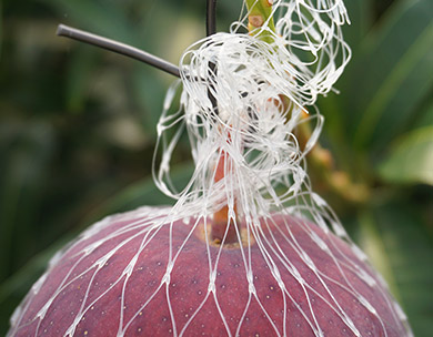 通販】みやざき完熟マンゴー とろける果肉と濃厚な甘さ｜豊洲市場