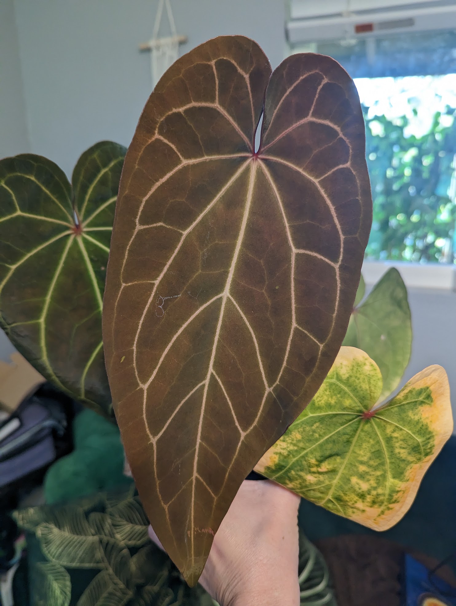 Anthurium Ace of Spades - Highly Coveted and Gorgeous - Trex Plants