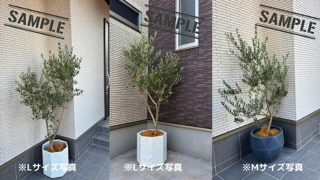 NEWバロウニ（オリーブの木）｜Mサイズ｜K-330｜約120cm｜希少・大実