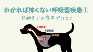 犬・猫の呼吸困難②11カテゴリーに分けて考える | みけぶろぐ アメリカ