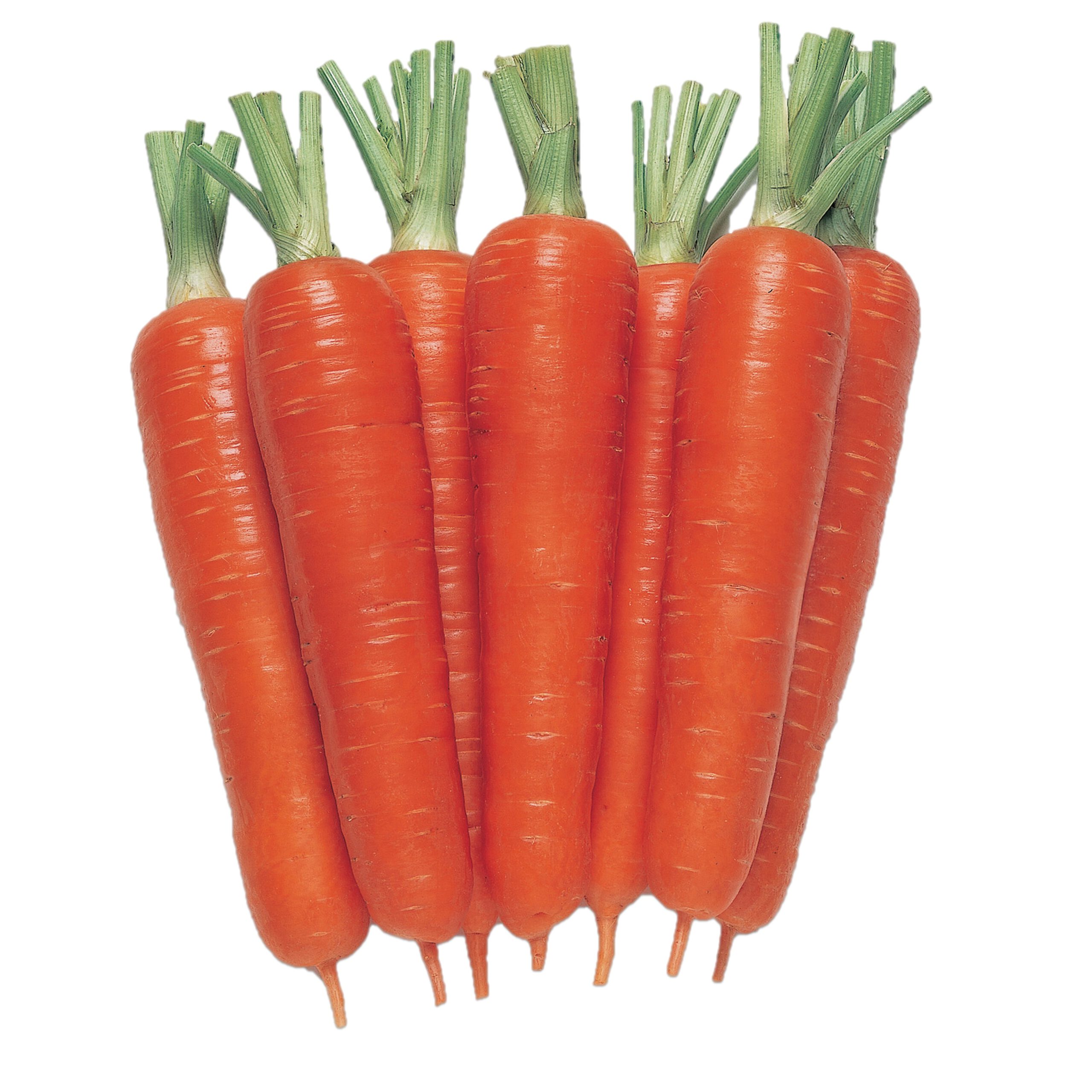 スーパー夏蒔七寸 - 株式会社渡辺採種場｜良いタネは明日への希望